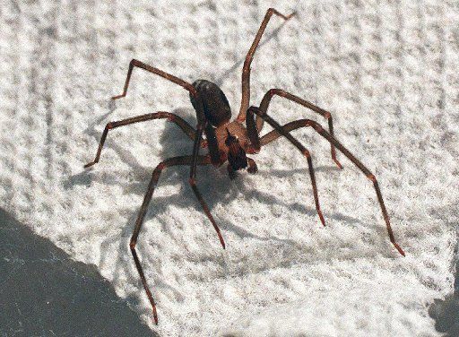 Brown recluse